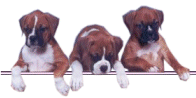 Boxer Info Logo