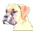 Northern Ireland Boxer Rescue Logo