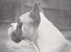 AM Import AM CH Awlogg Southdown's Rector - Left Side Head Shot