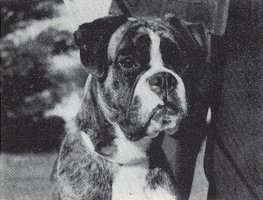 CH Colless Winter Gold - Head Shot - Photo from SWBC Boxer '80, Page 57