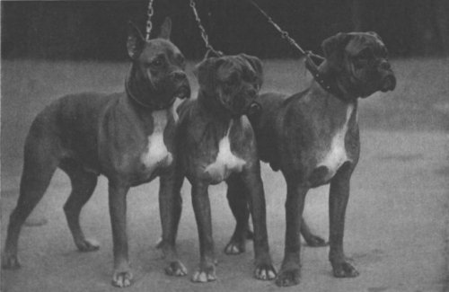 Three Boxers at Crufts 1937