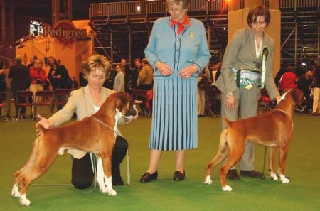 Crufts 2003 - Hilthorn Gold Blend (BOB) and Marbelton Fair To Middlin (Dog RCC)