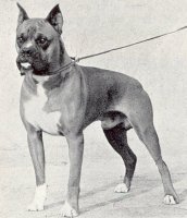 Gremlin Gernot von der Herreneichen - Photo from The Dog World Annual 1947, Page 64