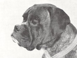 CH Gremlin Indelible - Photo from The British Boxer Club Year Book 1955, Page 109