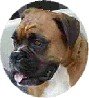 Hull & East Riding Boxer Rescue logo