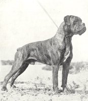 Juniper of Bramblings - Photo from The Dog World Annual 1947, Page 93