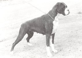 CH Marbelton Tyzack's Misty Blue