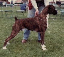 CH Norwatch Brock Buster - Blackpool