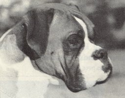 CH Seefeld Holbein - Head Shot - Photo from Dog World Annual 1966, Page 340