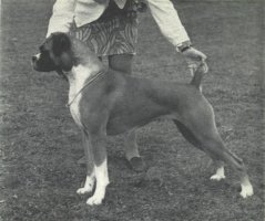 CH Swanfield Southern Sweetie - Left Side