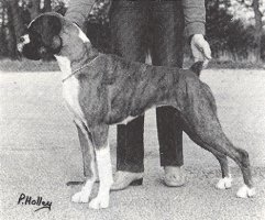 CH Tyegarth Double Whisky of Tyzack - Left Side - Photo from SWBC Boxer '83, Page 78