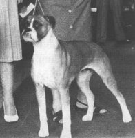 CH Wild Star of Greentubs winning Scottish Boxer Club CC in 1959