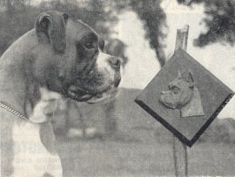 CH Winkinglight Viking with the American Boxer Club Trophy for best dog at B.B.C Show - Taken from 1953 Dog press Clippings
