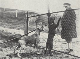 Zunftig von Dom - "When in the Von Dom kennels, Germany, undergoing training to develop sagacity, fearlessness and protection" - Taken from OUR DOGS Christmas 1948, Page 19