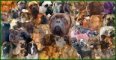 All Molosserbreeds Forum UK Banner