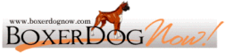 BoxerDogNow Banner