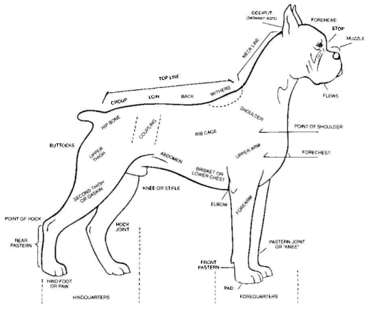 Boxer Anatomy