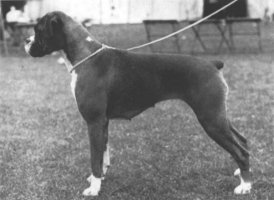 CH Ackenden Precious Bane