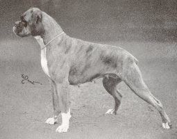 CH Annelie von Eddys Gluck - Photo from The British Boxer Club Year Book 1955, Page 20