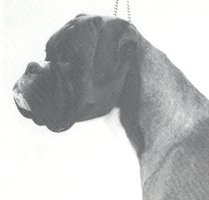 CH Ashgate Able Seaman of Seefeld - Photo from SWBC Boxer ' 91, Page 76