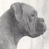 CH Asphodel of Knowle Crest - Head Shot