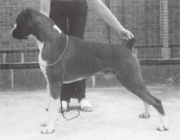 CH Bailiga Rigoletto of Holwell - Left Side