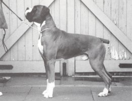 CH Bailiga Wellington Beck - Left Side