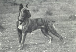 Bessi von Trauntal - Taken from Supplement to OUR DOGS 16 Dec 1938, Page 74