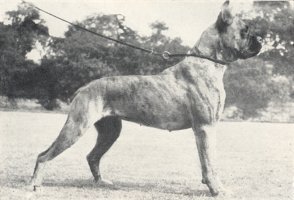 Bessi von Trauntal - Taken from Supplement to OUR DOGS 10 Dec 1937, Page 82