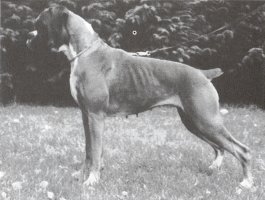 Ch Blairmount Maid Of Magic - Photo from SWBC Boxer '94, Page 72