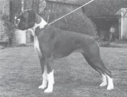 CH Bockendon Cotton Jenny