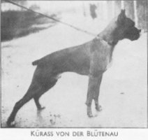 Kurass von der Blutenau