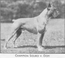 Champion Sigurd v. Dom