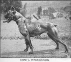 Kuni v. Pfarrkirchen
