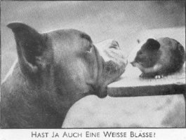 Hast Ja Auch Eine Weisse Blasse?