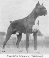 Champion Dorian v. Marienhof