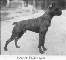 Harras Tradintafu
