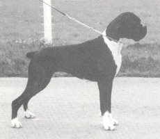 CH Bruliz Dizzy Heights - Photo from SWBC Boxer '93, Page 80