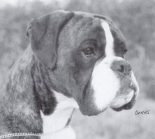 CH Busksteps Chariots of Fire at Dallgerry