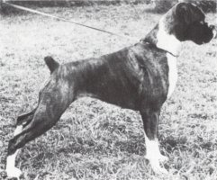 CH Carinya Petticoat