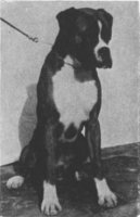 CH Cherryburton Tiger Pete