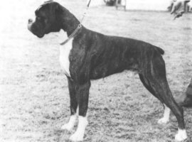 CH Clayva Argonaut