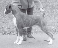 CH Clyrocko Magnum Fizz at Rustar