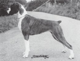 CH Copy Cat of Seefeld