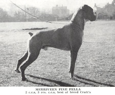 Crufts BOB 1956 - Merriveen Fine Fella - Taken from OUR DOGS Christmas Number, 1959, Page 108