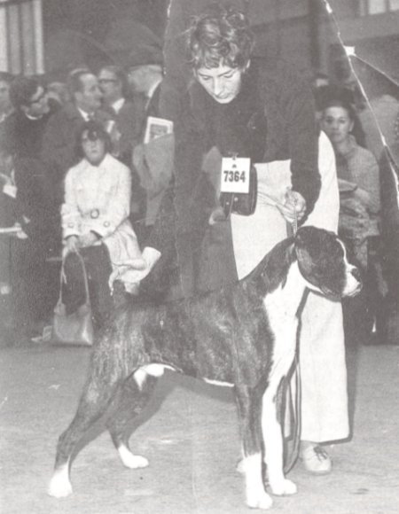 BOB Crufts 1971 - Marbelton Desperate Dan