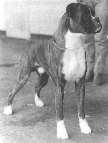 CH Norwatch Brock Buster - BOB Crufts 1983