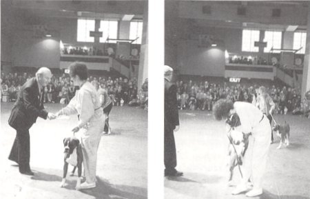 CH Marbelton Dressed to Kill - Receiving Dog CC & BOB from Reg Hill