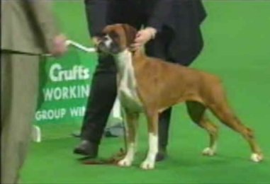 Crufts 2000 - Working Group Winner - CH SANTONOAKS BE BOP A LULA in the Ring