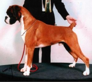 Crufts 2001 - Boxer BOB - CH Makeneys Magical Moments JW